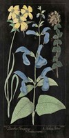 Salvia Florals II on Black Fine Art Print