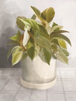 Ironstone Planter I Framed Print