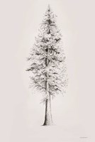 When a Redwood Isn't Red Fine Art Print