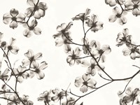 Dogwood Blossom Silhouette Fine Art Print