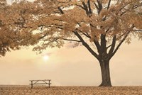 Perfect Picnic Spot Fine Art Print