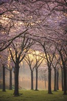 Cherry Trees at Sunrise Fine Art Print