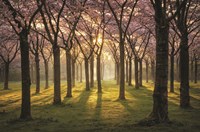 Cherry Trees in Morning Light I Framed Print