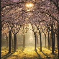 Cherry Trees in Morning Light II Framed Print