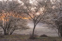 Spring Bushes Fine Art Print
