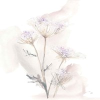 Queen Annes Lace VI Fine Art Print