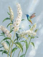 Hummingbird Spring II Soft Blue Framed Print
