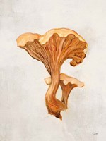 Woodland Mushroom IV Framed Print