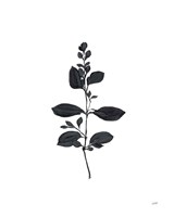 Botanical Study Branch Fine Art Print