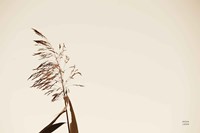 Summer Reeds IV Fine Art Print