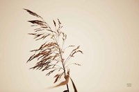 Summer Reeds III Fine Art Print