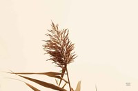 Summer Reeds I Fine Art Print