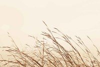Country Grasses II Fine Art Print