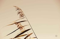 Windswept Grasses Fine Art Print