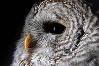 Barred Owl Portrait Fine Art Print