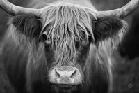 Cow Nose BW Fine Art Print