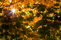 Autumn Sun Fine Art Print