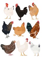 Hens In Glasses Fine Art Print