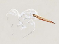 Bright Egret Sketch I Fine Art Print