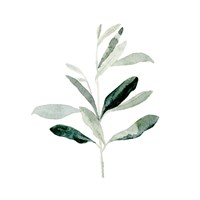 Summer Olive Branch II Framed Print