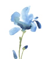 Striking Blue Iris IV Fine Art Print