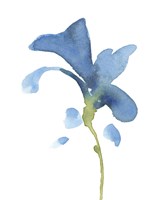 Striking Blue Iris V Fine Art Print
