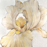Iris Cream I Fine Art Print