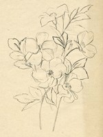 Contour Flower Sketch I Fine Art Print