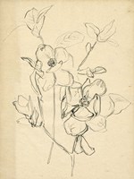 Contour Flower Sketch II Framed Print