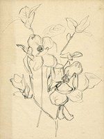 Contour Flower Sketch II Fine Art Print