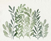 Foraged Greens II Framed Print