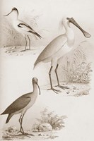 Sepia Water Birds II Fine Art Print