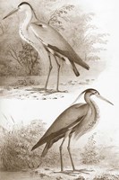 Sepia Water Birds III Fine Art Print