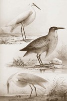 Sepia Water Birds IV Framed Print