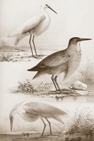 Sepia Water Birds IV Fine Art Print