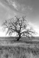 Coastal Oak Series No. 12 Fine Art Print