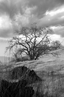 Coastal Oak Series No. 16 Fine Art Print