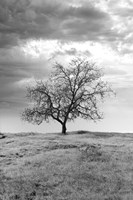 Coastal Oak Series No. 23 Fine Art Print