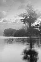 Coastal Oak Series No. 34 Fine Art Print