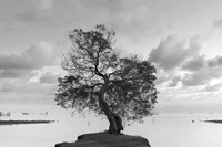 Coastal Oak Series No. 36 Fine Art Print