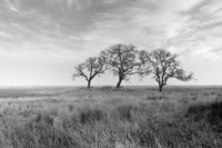 Coastal Oak Series No. 40 Fine Art Print