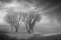 Coastal Oak Series No. 42 Fine Art Print