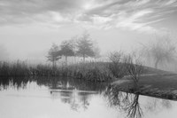 Coastal Oak Series No. 43 Fine Art Print