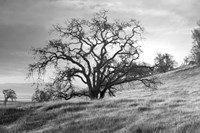 Coastal Oak Series No. 47 Fine Art Print