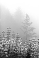 Coastal Oak Series No. 53 Fine Art Print