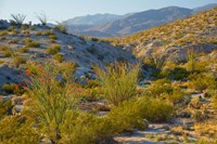 Desert Ocotillo Landscape Fine Art Print