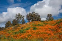 Poppies, Trees & Clouds Fine Art Print