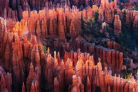 Bryce Canyon at Sunset Fine Art Print