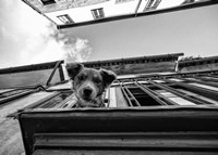 Dog on Balcony Fine Art Print