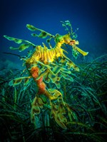 Leafy Sea Dragon Male with Eggs Fine Art Print